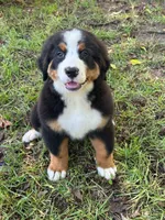 bernese female , a female Bernese Mountain Dog for sale in Enterprise, AL – 4 of 4