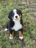 bernese female , a female Bernese Mountain Dog for sale in Enterprise, AL – 3 of 4