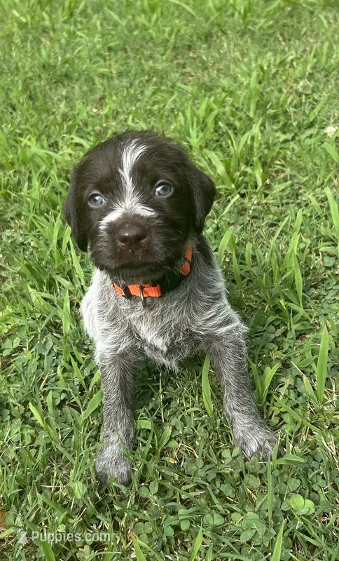 Orange Collar Female ready July 6   – Wirehaired Pointing Griffon puppy for sale in Okmulgee, OK