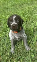Orange Collar Female ready July 6  , a female Wirehaired Pointing Griffon for sale in Okmulgee, OK – 5 of 5