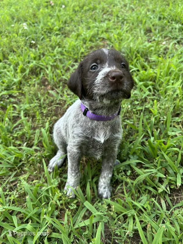 Purple Collar Female ready July 6   – Wirehaired Pointing Griffon puppy for sale in Okmulgee, OK