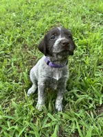 Purple Collar Female ready July 6  , a female Wirehaired Pointing Griffon for sale in Okmulgee, OK – 5 of 5