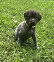 Yellow Collar Female ready July 6  , a female Wirehaired Pointing Griffon for sale in Okmulgee, OK – 6 of 6