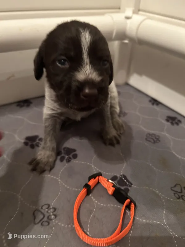 Orange Collar Female  – Wirehaired Pointing Griffon puppy for sale in Okmulgee, OK