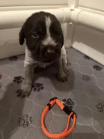 Orange Collar Female ready July 6  , a female Wirehaired Pointing Griffon for sale in Okmulgee, OK – 2 of 5