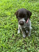 Pink collar Female ready July 6  , a female Wirehaired Pointing Griffon for sale in Okmulgee, OK – 5 of 5