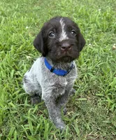 Blue Collar Male  ready July 6 , a male Wirehaired Pointing Griffon for sale in Okmulgee, OK – 5 of 5