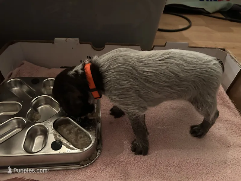 Orange Collar Female  – Wirehaired Pointing Griffon puppy for sale in Okmulgee, OK