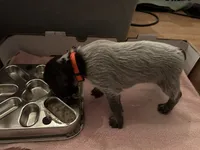 Orange Collar Female ready July 6  , a female Wirehaired Pointing Griffon for sale in Okmulgee, OK – 1 of 5