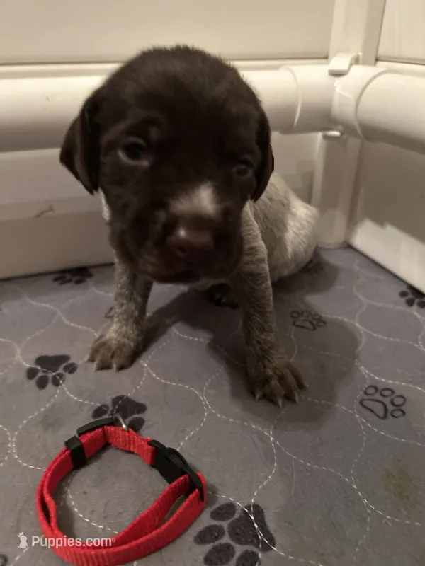 Red Collar Female  – Wirehaired Pointing Griffon puppy for sale in Okmulgee, OK