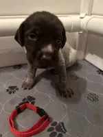 Red Collar Female ready July 6  , a female Wirehaired Pointing Griffon for sale in Okmulgee, OK – 2 of 5