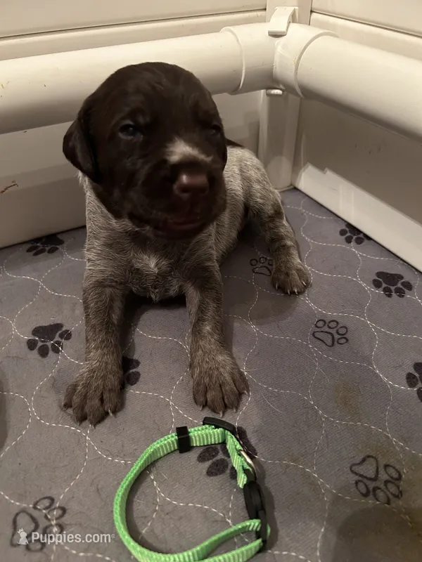 Green Collar Male  – Wirehaired Pointing Griffon puppy for sale in Okmulgee, OK
