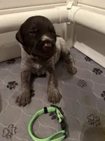 Green Collar Male  ready July 6 , a male Wirehaired Pointing Griffon for sale in Okmulgee, OK – 2 of 6