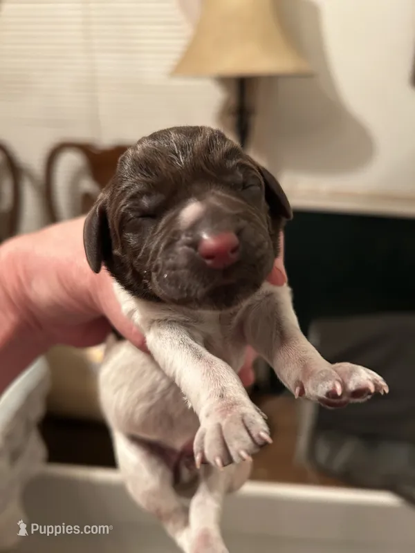 Purple Collar Female  – Wirehaired Pointing Griffon puppy for sale in Okmulgee, OK