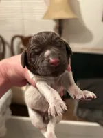 Purple Collar Female , a female Wirehaired Pointing Griffon for sale in Okmulgee, OK – 1 of 2