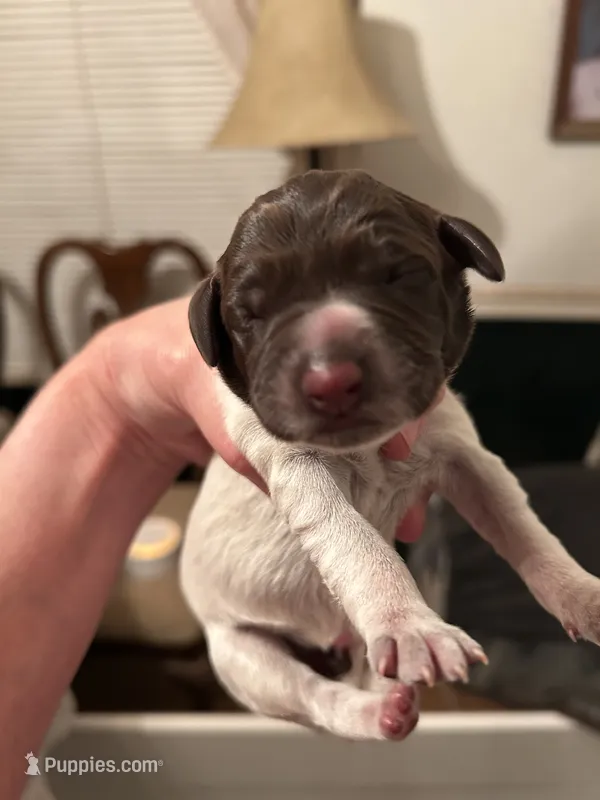Pink collar Female  – Wirehaired Pointing Griffon puppy for sale in Okmulgee, OK