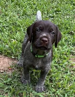 SOLD!! Green Collar Male , a male Wirehaired Pointing Griffon for sale in Okmulgee, OK – 7 of 7