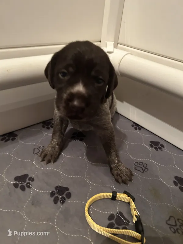 Yellow Collar Female  – Wirehaired Pointing Griffon puppy for sale in Okmulgee, OK
