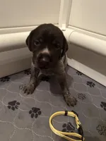 Yellow Collar Female ready July 6  , a female Wirehaired Pointing Griffon for sale in Okmulgee, OK – 1 of 6