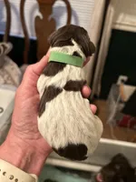 Green Collar Male , a male Wirehaired Pointing Griffon for sale in Okmulgee, OK – 2 of 2