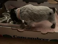 Peach Collar Female ready July 6  , a female Wirehaired Pointing Griffon for sale in Okmulgee, OK – 4 of 5