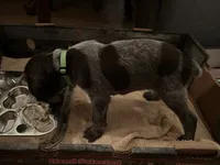 Green Collar Male  ready July 6 , a male Wirehaired Pointing Griffon for sale in Okmulgee, OK – 4 of 6