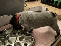 Red Collar Female ready July 6  , a female Wirehaired Pointing Griffon for sale in Okmulgee, OK – 4 of 5