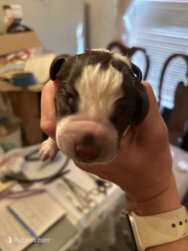 Black Collar Male  – Wirehaired Pointing Griffon puppy for sale in Okmulgee, OK