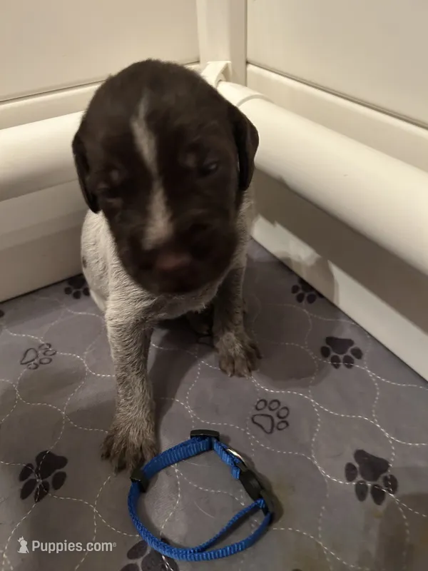Blue Collar Male  – Wirehaired Pointing Griffon puppy for sale in Okmulgee, OK