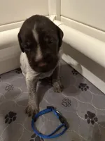 Blue Collar Male  ready July 6 , a male Wirehaired Pointing Griffon for sale in Okmulgee, OK – 1 of 5