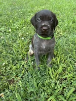 Green Collar Male  ready July 6 , a male Wirehaired Pointing Griffon for sale in Okmulgee, OK – 6 of 6