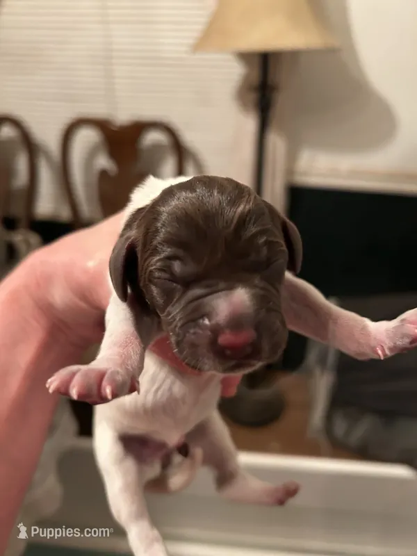 Red Collar Female  – Wirehaired Pointing Griffon puppy for sale in Okmulgee, OK