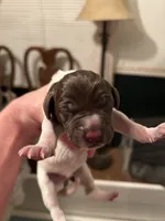 Red Collar Female , a female Wirehaired Pointing Griffon for sale in Okmulgee, OK – 1 of 2