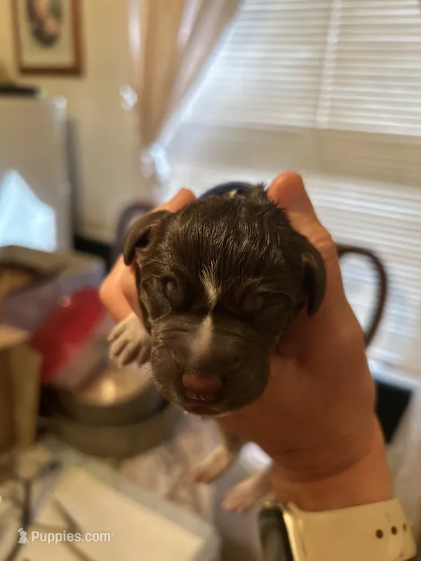 Blue Collar Male  – Wirehaired Pointing Griffon puppy for sale in Okmulgee, OK