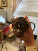Blue Collar Male , a male Wirehaired Pointing Griffon for sale in Okmulgee, OK – 1 of 2