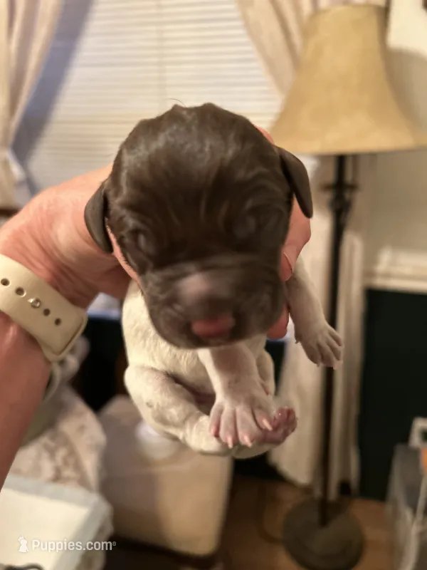 Green Collar Male  – Wirehaired Pointing Griffon puppy for sale in Okmulgee, OK