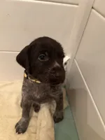 Yellow Collar Female ready July 6  , a female Wirehaired Pointing Griffon for sale in Okmulgee, OK – 5 of 6