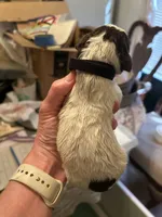 Black Collar Male , a male Wirehaired Pointing Griffon for sale in Okmulgee, OK – 2 of 2