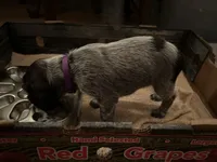 Purple Collar Female ready July 6  , a female Wirehaired Pointing Griffon for sale in Okmulgee, OK – 4 of 5