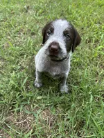 Black Collar Male ready July 6  , a male Wirehaired Pointing Griffon for sale in Okmulgee, OK – 5 of 5