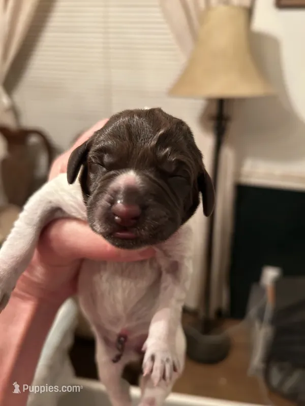 Yellow Collar Female  – Wirehaired Pointing Griffon puppy for sale in Okmulgee, OK
