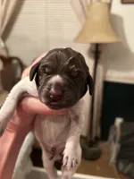 Yellow Collar Female , a female Wirehaired Pointing Griffon for sale in Okmulgee, OK – 1 of 2