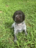 Peach Collar Female ready July 6  , a female Wirehaired Pointing Griffon for sale in Okmulgee, OK – 5 of 5