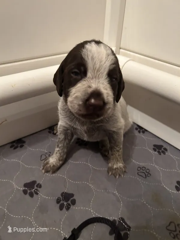 Black Collar Male  – Wirehaired Pointing Griffon puppy for sale in Okmulgee, OK