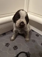 Black Collar Male ready July 6  , a male Wirehaired Pointing Griffon for sale in Okmulgee, OK – 2 of 5
