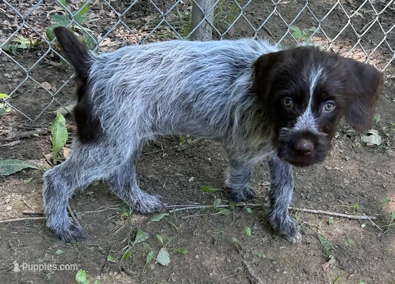SOLD!! Orange Collar Female  – Wirehaired Pointing Griffon puppy for sale in Okmulgee, OK