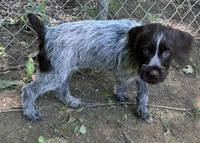 SOLD!! Orange Collar Female , a male Wirehaired Pointing Griffon for sale in Okmulgee, OK – 1 of 1