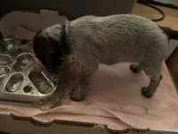 Black Collar Male ready July 6  , a male Wirehaired Pointing Griffon for sale in Okmulgee, OK – 4 of 5