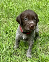 Red Collar Female ready July 6  , a female Wirehaired Pointing Griffon for sale in Okmulgee, OK – 5 of 5