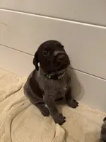 Green Collar Male  ready July 6 , a male Wirehaired Pointing Griffon for sale in Okmulgee, OK – 5 of 6